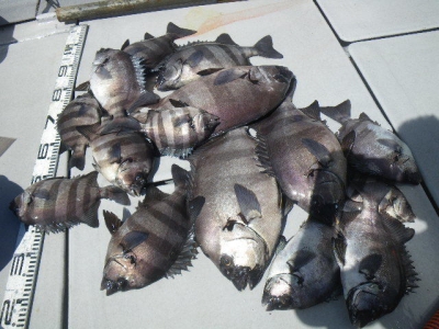 磯部釣船 直栄丸 釣果