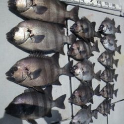 磯部釣船 直栄丸 釣果