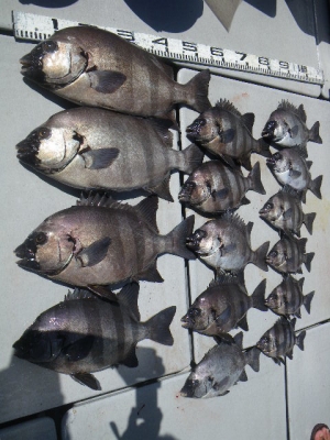 磯部釣船 直栄丸 釣果