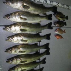 磯部釣船 直栄丸 釣果