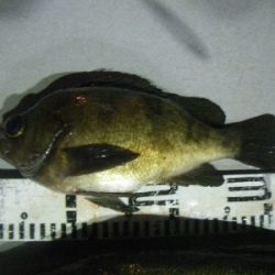 磯部釣船 直栄丸 釣果