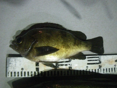 磯部釣船 直栄丸 釣果