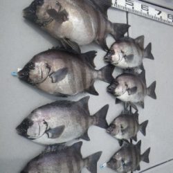 磯部釣船 直栄丸 釣果