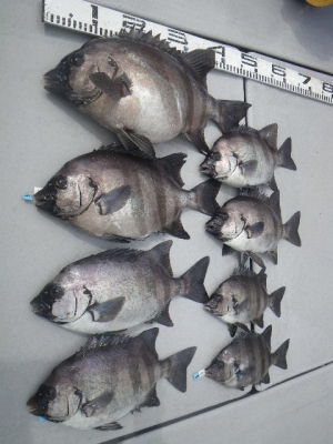 磯部釣船 直栄丸 釣果