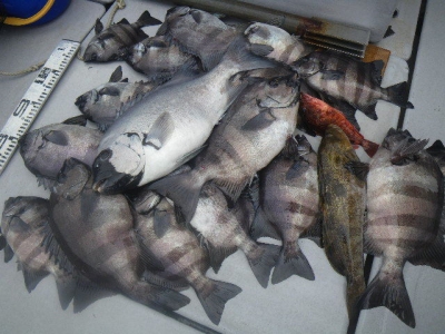 磯部釣船 直栄丸 釣果