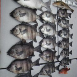 磯部釣船 直栄丸 釣果