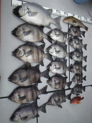 磯部釣船 直栄丸 釣果