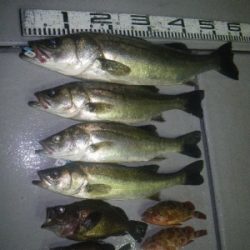 磯部釣船 直栄丸 釣果