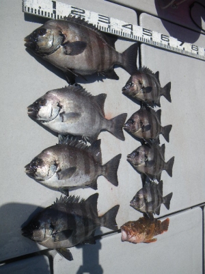 磯部釣船 直栄丸 釣果