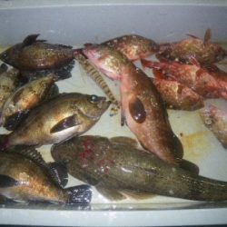 磯部釣船 直栄丸 釣果