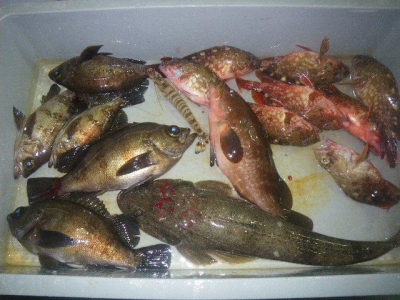 磯部釣船 直栄丸 釣果