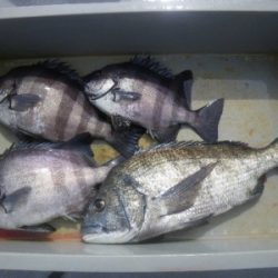 磯部釣船 直栄丸 釣果