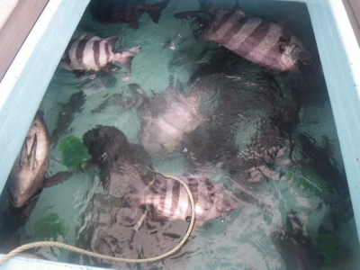 磯部釣船 直栄丸 釣果