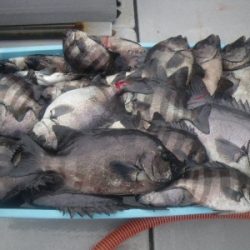 磯部釣船 直栄丸 釣果