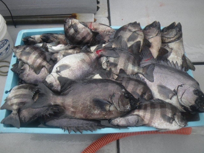 磯部釣船 直栄丸 釣果