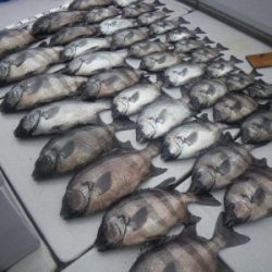 磯部釣船 直栄丸 釣果