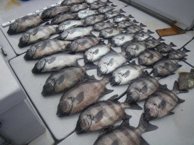 磯部釣船 直栄丸 釣果