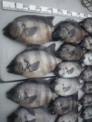 磯部釣船 直栄丸 釣果