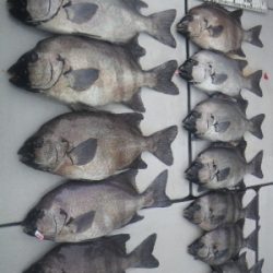 磯部釣船 直栄丸 釣果