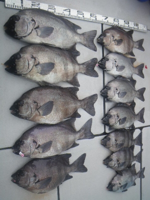 磯部釣船 直栄丸 釣果