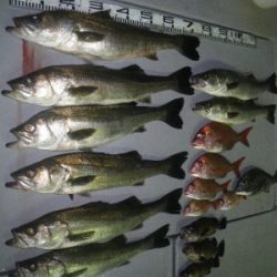 磯部釣船 直栄丸 釣果