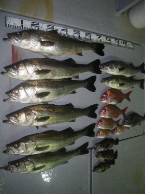 磯部釣船 直栄丸 釣果