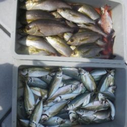 磯部釣船 直栄丸 釣果