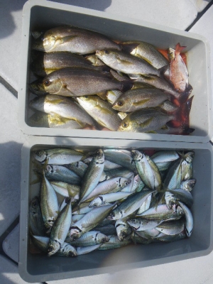 磯部釣船 直栄丸 釣果