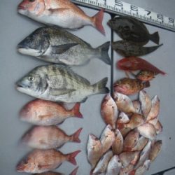 磯部釣船 直栄丸 釣果
