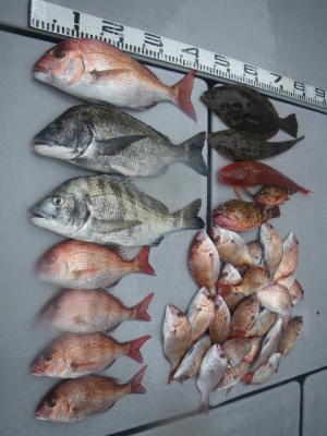 磯部釣船 直栄丸 釣果