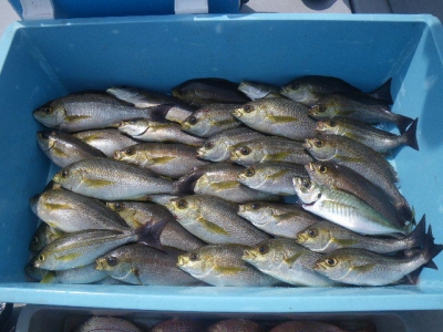 磯部釣船 直栄丸 釣果