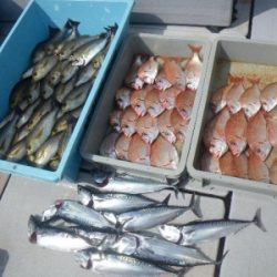 磯部釣船 直栄丸 釣果