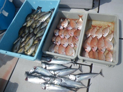 磯部釣船 直栄丸 釣果