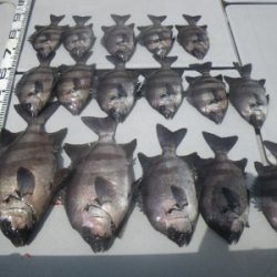 磯部釣船 直栄丸 釣果