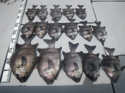 磯部釣船 直栄丸 釣果