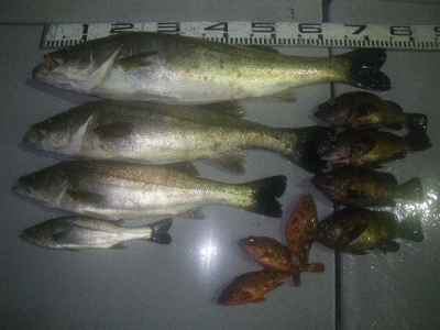 磯部釣船 直栄丸 釣果