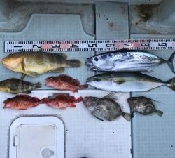 さぶろう丸 釣果