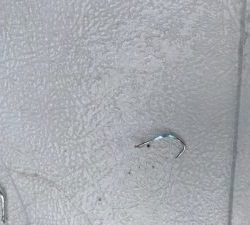 さぶろう丸 釣果