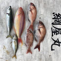網屋丸 釣果