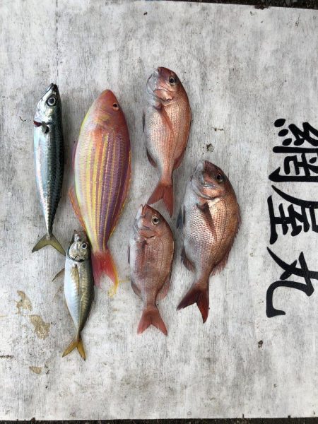 網屋丸 釣果