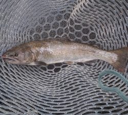 朝霞ガーデン 釣果