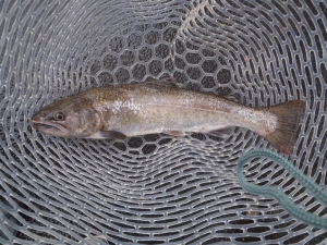 朝霞ガーデン 釣果