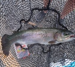 朝霞ガーデン 釣果