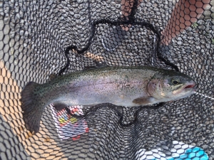 朝霞ガーデン 釣果