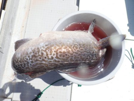 Aquanaut(アクアノート) 釣果