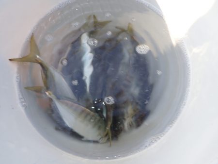 Aquanaut(アクアノート) 釣果