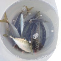 Aquanaut(アクアノート) 釣果