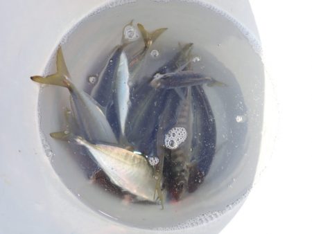 Aquanaut(アクアノート) 釣果