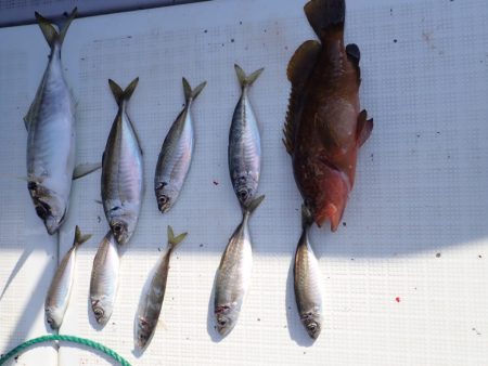 Aquanaut(アクアノート) 釣果