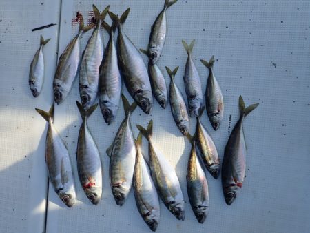 Aquanaut(アクアノート) 釣果